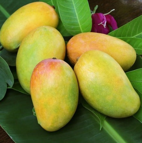 Kesar Mangoes - 12 Pcs | Naturally Ripened and Carbide Free Mangoes